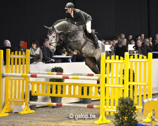 stallion Horion de Libersart (Belgian Warmblood, 2007, from VDL Cardento 933)