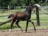 jumper Destinys child M (Hanoverian, 2015, from Diacontinus)