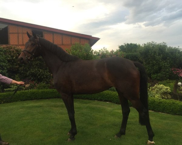 broodmare Landliebe (Westphalian, 2012, from Landstreicher)