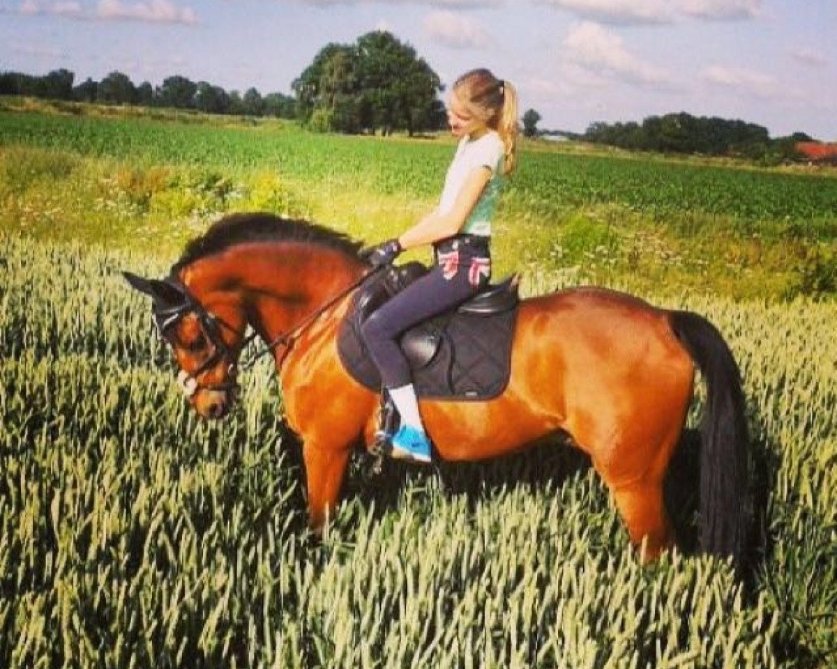 jumper Blitz Boy (German Riding Pony, 2000, from Brillant)