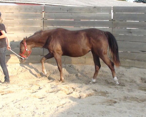 horse SR Scarlett Doc Bar (Quarter Horse, 2015, from Solanos Jasper Sun)