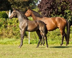 stallion Gintano (Hanoverian, 2016, from Grey Top)