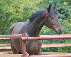 Springpferd Crazy Cookie (Westfale, 2006, von Calido's Boy)