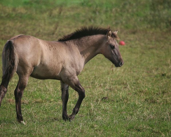 Pferd Zippo Bar Of Silvermoon (Quarter Horse, 2016)