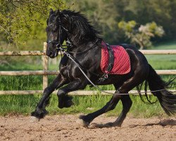 horse Jurre (Friese,  , from Stendert 447)