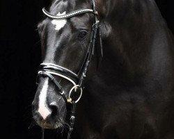 dressage horse Deichprinz 2 (Hanoverian, 2012, from Dancier)