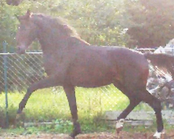 dressage horse Quaters Fürst (German Sport Horse, 2013, from Quaterback)