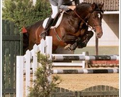 stallion Aldo du Reverdy (Selle Français, 1988, from Grand Veneur)