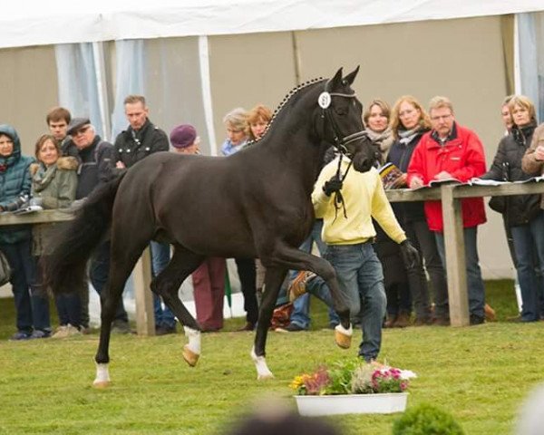 stallion Quando Unico FRH (Hanoverian, 2014, from Quantensprung 3)