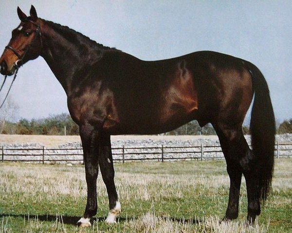 stallion Oleandre (Selle Français, 1980, from Jalisco B)