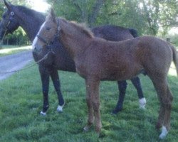 broodmare Gigi du Reverdy (Selle Français, 1994, from Oleandre)