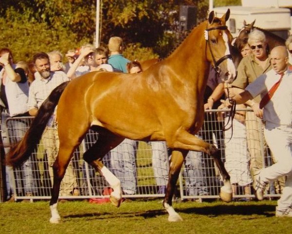 Zuchtstute Topic (KWPN (Niederländisches Warmblut), 2000, von Goodtimes)