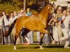 broodmare Topic (KWPN (Royal Dutch Sporthorse), 2000, from Goodtimes)