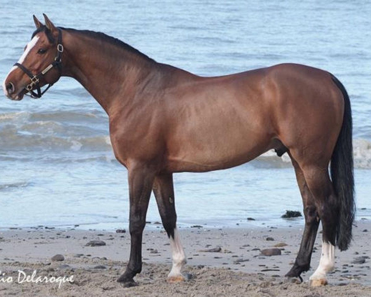stallion Kheops St. Lois (Selle Français, 1998, from Le Tot de Semilly)