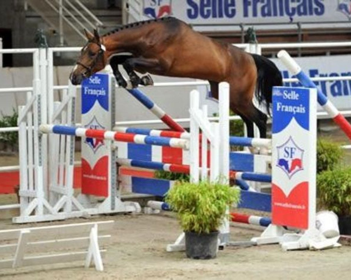stallion Vivaldi du Reverdy (Selle Français, 2009, from Kheops St. Lois)
