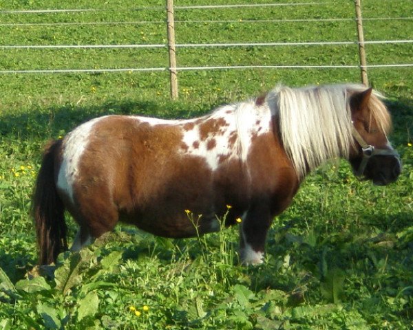 broodmare Viktoria (Shetland Pony, 2006, from Vitus von der Ostsee)