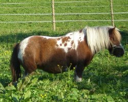 Zuchtstute Viktoria (Shetland Pony, 2006, von Vitus von der Ostsee)