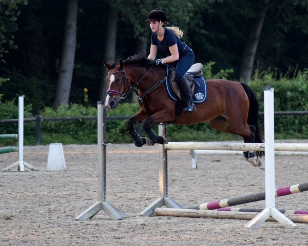 broodmare Nussecke (German Riding Pony, 2006, from Night-Star III)