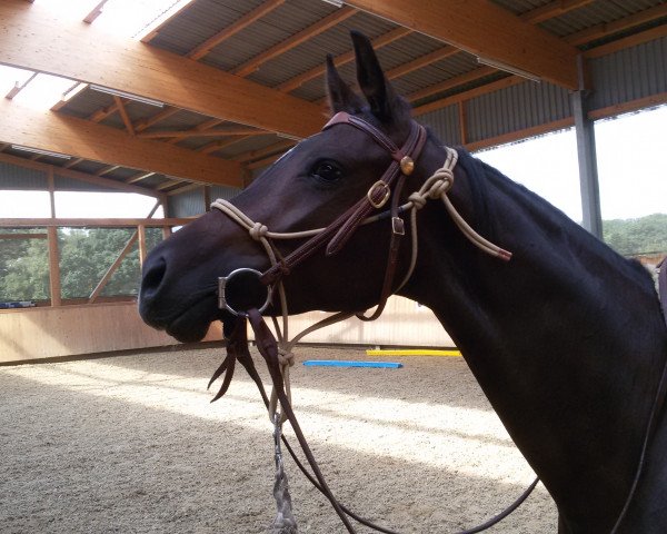 broodmare Herbstsonne (Trakehner, 2011, from Symont)