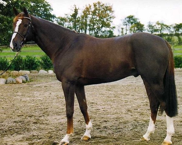 stallion Grim St Clair (Selle Français, 1994, from Laudanum xx)