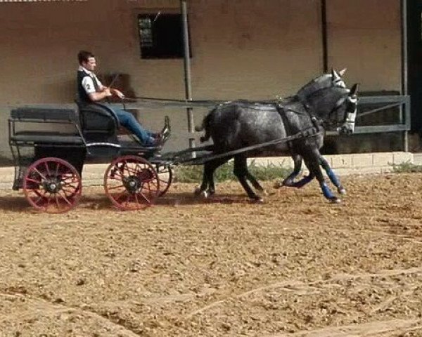 broodmare Las Divas (Pura Raza Espanola (PRE), 2010)