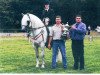 Deckhengst Glenvalley Grey (Connemara-Pony, 1993, von Coral Prince)