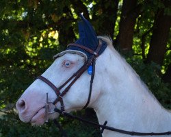 horse Clooward Ossie (Connemara Pony, 2010, from Woodfield Sammy)