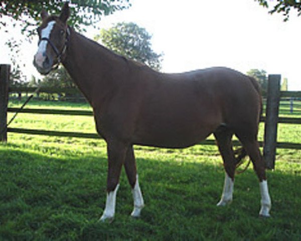 broodmare Ironie du Reverdy (Selle Français, 1996, from Papillon Rouge)