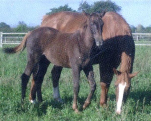 broodmare Liberte du Reverdy (Selle Français, 1999, from Quatoubet du Rouet)