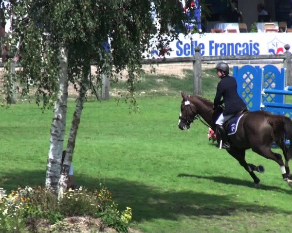 Zuchtstute Sally du Reverdy (Selle Français, 2006, von Allegreto)