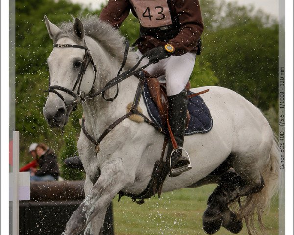 horse Ric du Reverdy (Selle Français, 2005, from Canaletto)