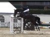 jumper Grand Canyon 38 (KWPN (Royal Dutch Sporthorse), 2011, from Arizona)