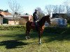 jumper Caracas (Hanoverian, 2012, from Comte)