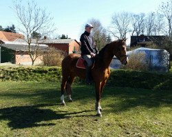 jumper Caracas (Hanoverian, 2012, from Comte)