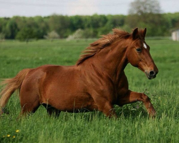 Pferd Purpur (Hannoveraner, 1991, von Philippo)