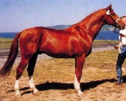 Deckhengst Anart (Schwedisches Warmblut, 1975, von Hartung)