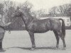 stallion Ravello (Swedish Warmblood, 1959, from Heimdal)