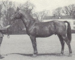 Deckhengst Ravello (Schwedisches Warmblut, 1959, von Heimdal)