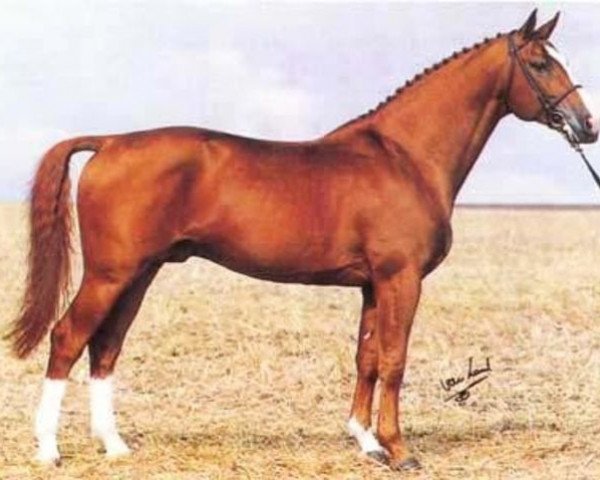 stallion Stanford (Swedish Warmblood, 1981, from Anart)