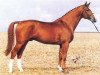 stallion Stanford (Swedish Warmblood, 1981, from Anart)