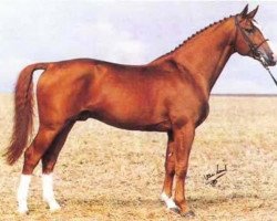 Deckhengst Stanford (Schwedisches Warmblut, 1981, von Anart)