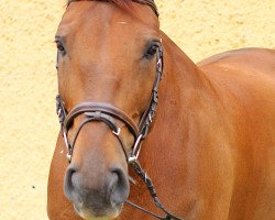 jumper Abraham (Swedish Warmblood, 2006, from A-Dur I)