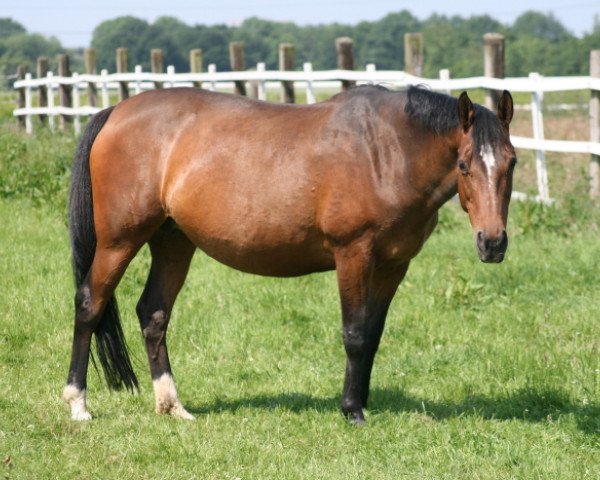 broodmare Cilly (German Riding Pony, 1995, from Chantre B)