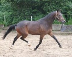 broodmare Steverheides Wildrose (Westphalian, 2004, from Werwolf)