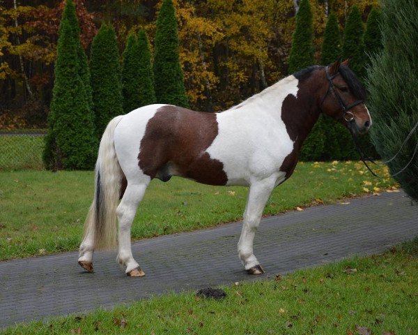 horse Sami (Polish Pony, 2010)