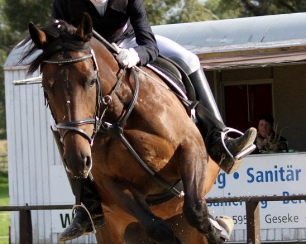 jumper Zamirah (KWPN (Royal Dutch Sporthorse), 2004, from Elcaro)