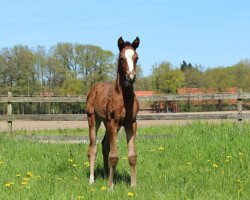 horse Fürstin Frieda W (Hanoverian, 2016)