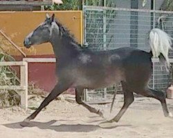 stallion Avispada (Pura Raza Espanola (PRE), 2013)