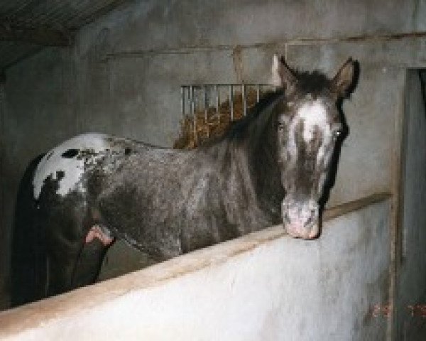 stallion JJ Blue Star (Appaloosa, 1990, from Ellstar Sea Breeze)