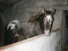 stallion JJ Blue Star (Appaloosa, 1990, from Ellstar Sea Breeze)